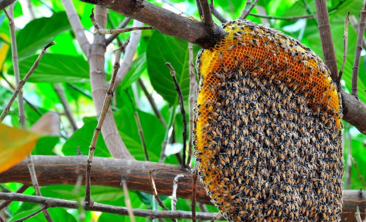 Enxame Enxame de abelhas/Foto: Ilustração