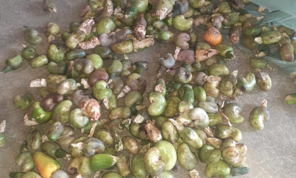 foto-cajueiros-780×470 Foto: Divulgação