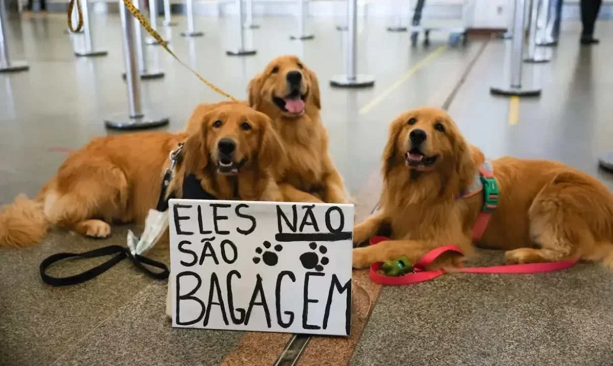 governo-federal-anuncia-novas-regras-mais-rigidas-para-transporte-aereo-de-pets-efb99514-b0c7-4745-a394-753a4f3f238a.jpg