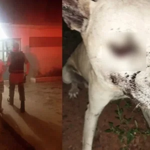 homem-e-preso-acusado-de-agredir-cachorro-a-pauladas-no-piaui-fa60c425-4222-4ae3-8fb4-651dad52b1da.jpg