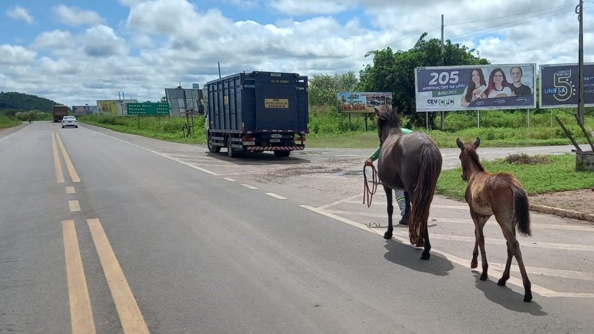 prf_recolhe_animais_soltos_na_br_343 prf_recolhe_animais_soltos_na_br_343